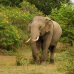 1 udawalawe safari tour from hambantota portshore excursion Udawalawe Safari Tour From Hambantota Port(Shore Excursion)