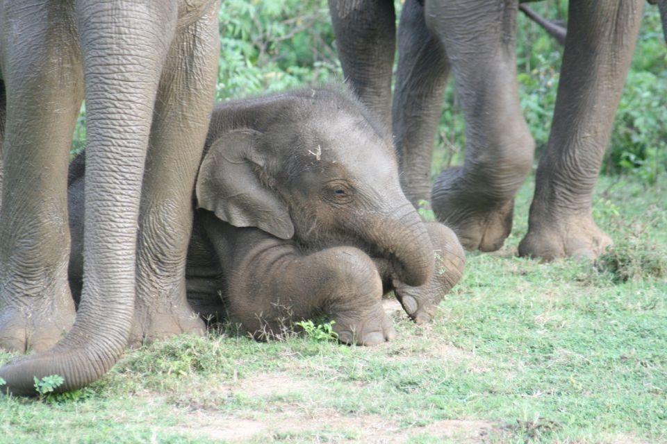 1 udawalawe udawalawe wild safari tours Udawalawe: Udawalawe Wild Safari Tours