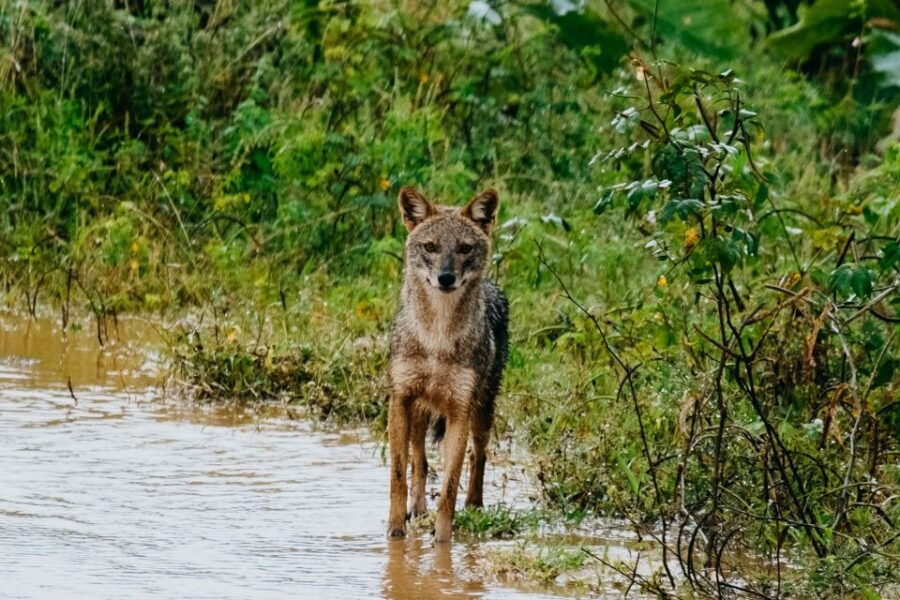 Udawalawe Wild Safari Tours 7 Hours All Inclusive