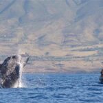 1 ultimate 2 hour small group whale watch tour Ultimate 2 Hour Small Group Whale Watch Tour