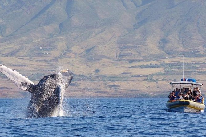 Ultimate 2 Hour Small Group Whale Watch Tour
