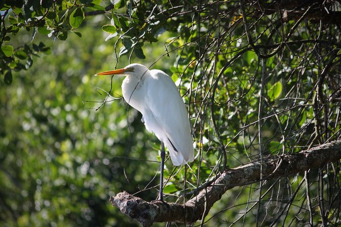 1 ultimate daintree rainforest wildlife experience cruise Ultimate Daintree Rainforest Wildlife Experience Cruise