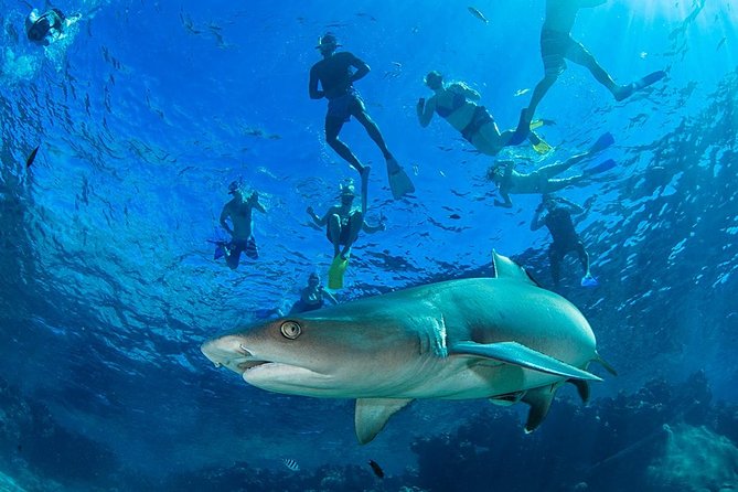 1 ultimate encounter snorkel with sharks in fiji Ultimate Encounter Snorkel With Sharks in Fiji