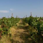 1 vineyard elegance a mendoza wine odyssey Vineyard Elegance: A Mendoza Wine Odyssey