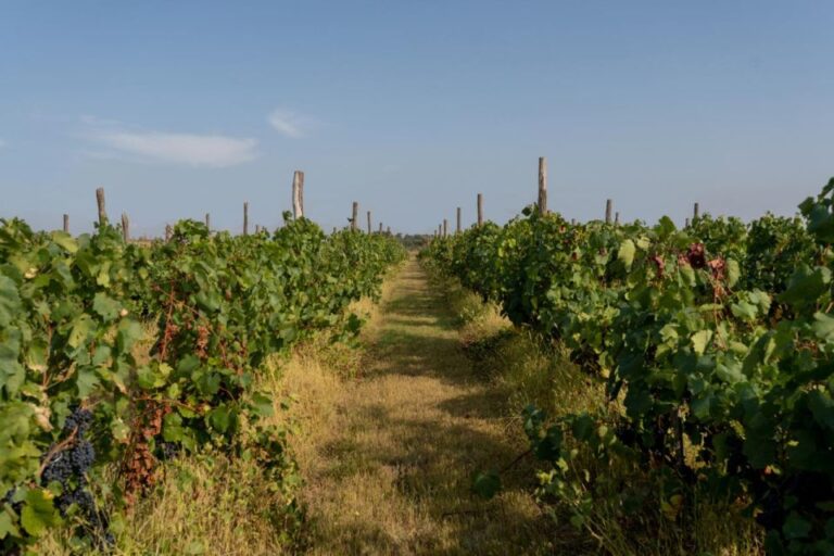Vineyard Elegance: A Mendoza Wine Odyssey