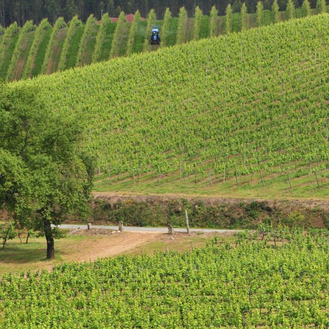Vinho Verde Route – Private Wine Experience