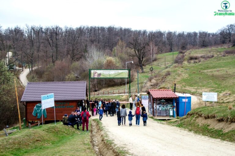 Visit Bear Sanctuary and Bran Castle From Brasov