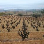 1 viticulture and wine tasting 3 hour trip from barcelona Viticulture and Wine-Tasting 3-Hour Trip From Barcelona