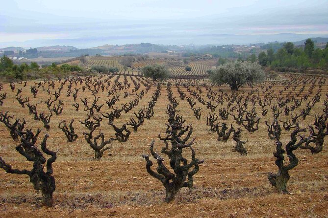 Viticulture and Wine-Tasting 3-Hour Trip From Barcelona