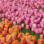 1 voorhout dutch tulip farm guided visit mar Voorhout Dutch Tulip Farm Guided Visit (Mar )