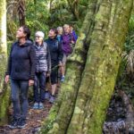 1 waiheke island private forest therapy walk Waiheke Island Private Forest Therapy Walk