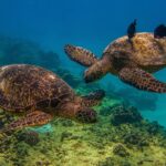 1 waikiki turtle canyon snorkeling tour from honolulu oahu Waikiki: Turtle Canyon Snorkeling Tour From Honolulu - Oahu