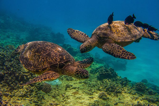 Waikiki: Turtle Canyon Snorkeling Tour From Honolulu  - Oahu - Tour Details