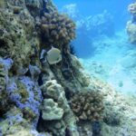 west-maui-snorkeling-experience-by-boat-from-kaanapali-boat-trip-details