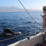 1 whale and dolphin small group sailing from tenerife south Whale and Dolphin Small Group Sailing From Tenerife South