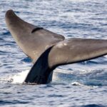 1 whale watching boat tour in trincomalee Whale Watching Boat Tour in Trincomalee