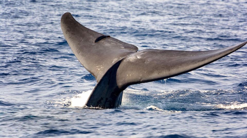 1 whale watching boat tour in trincomalee Whale Watching Boat Tour in Trincomalee