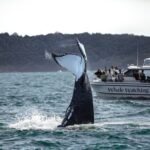 1 whale watching boat trip in sydney Whale Watching Boat Trip in Sydney