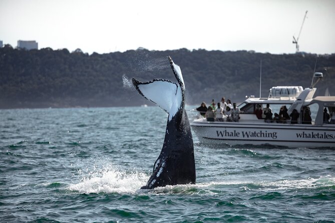 Whale Watching Boat Trip in Sydney