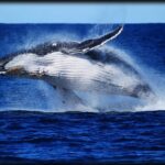 1 whale watching cruise from redcliffe brisbane or the sunshine coast Whale Watching Cruise From Redcliffe, Brisbane or the Sunshine Coast