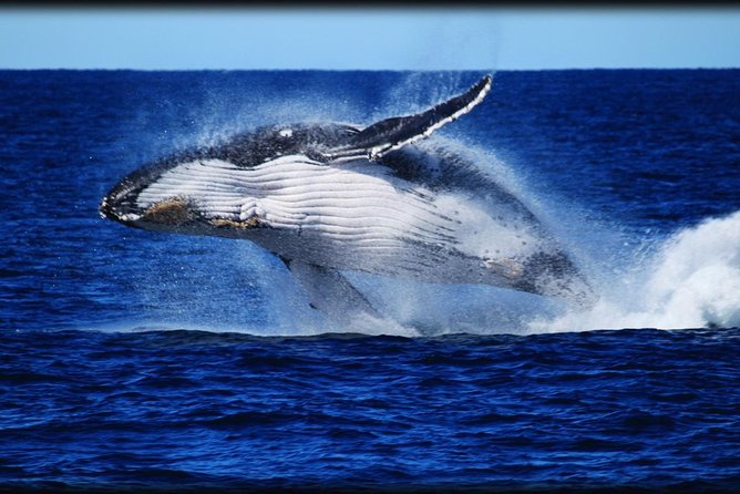1 whale watching cruise from redcliffe brisbane or the sunshine coast Whale Watching Cruise From Redcliffe, Brisbane or the Sunshine Coast