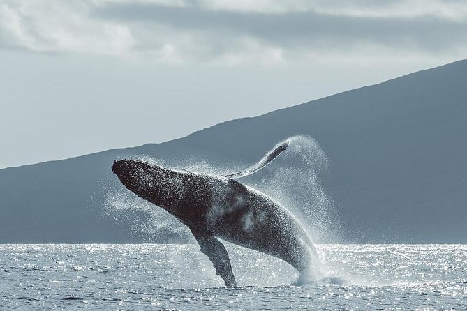 1 whale watching cruise with open bar from kaanapali beach Whale Watching Cruise With Open Bar From Kaanapali Beach