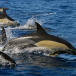 1 whale watching eco adventure from costa adeje Whale Watching Eco-Adventure From Costa Adeje