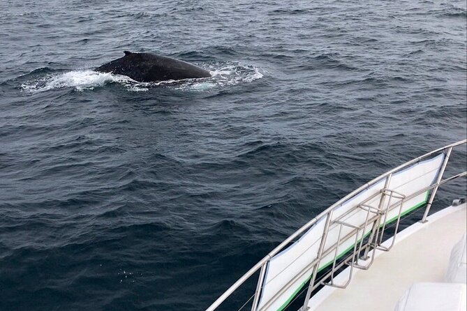 Whale Watching From Augusta in Western Australia