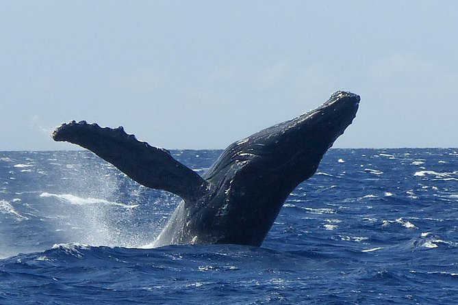 Whale Watching From Maalaea Harbor