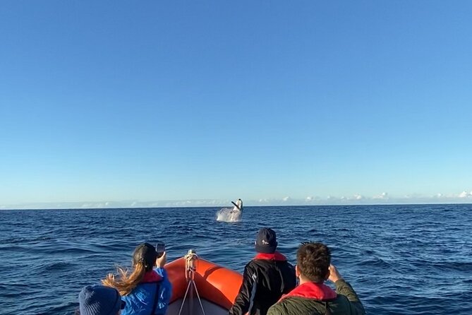 Whale Watching Gold Coast