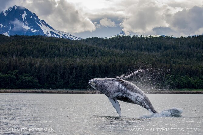 Whale-Watching, Icy Point, Hoonah , Whales, Orca, Killer-Whales.