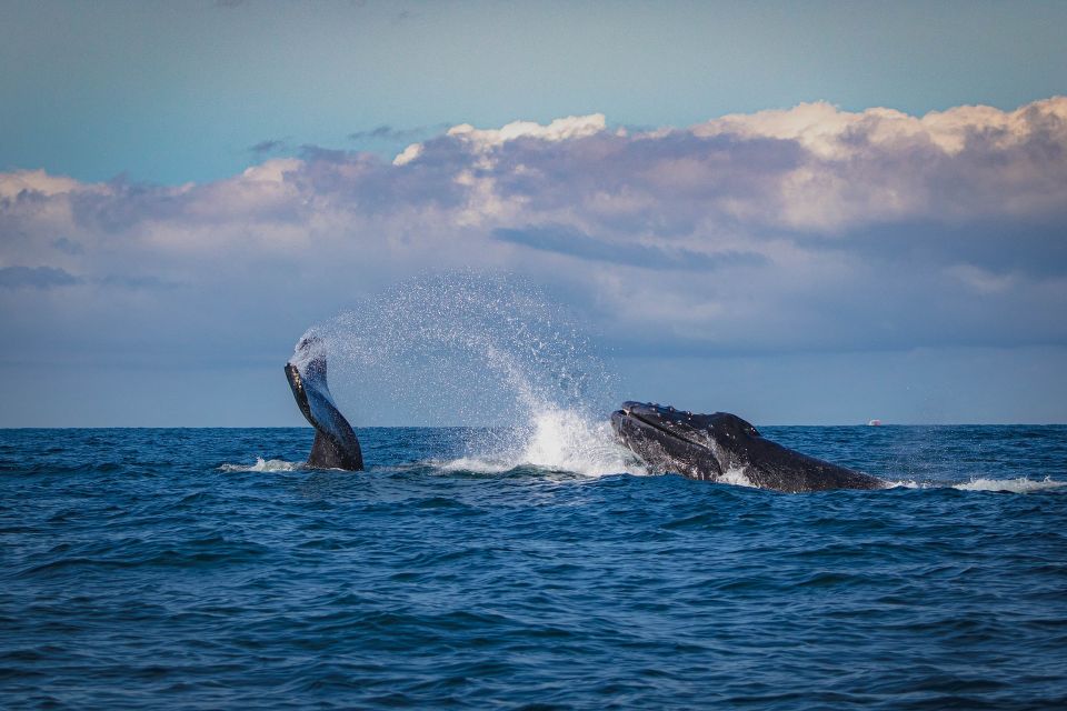 1 whale watching in kalpitiya Whale Watching in Kalpitiya