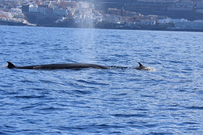 Whale Watching in Los Gigantes for Over 11 Years