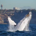 1 whale watching sydney 2 hour express cruise Whale Watching Sydney 2-Hour Express Cruise