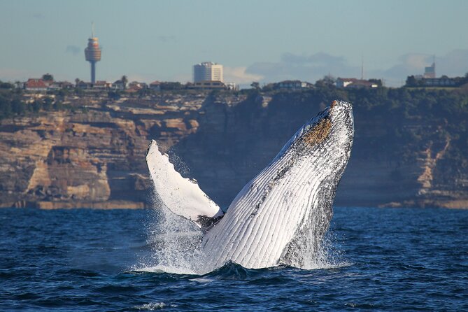 Whale Watching Sydney 2-Hour Express Cruise