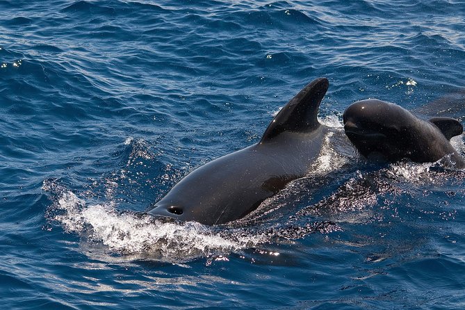 Whales & Dolphins Watching in Exclusive Sailboat