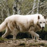 1 white wolf sanctuary tour mar White Wolf Sanctuary Tour (Mar )