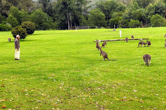 Wild Wombat and Kangaroo Day Tour From Sydney