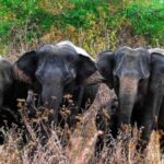 1 wildlife and adventure expedition across sri lanka in 8 days Wildlife and Adventure Expedition Across Sri Lanka in 8 Days