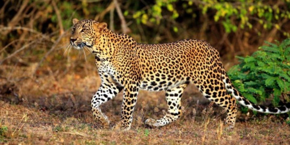 1 wildlife and beach adventure 5 day special Wildlife and Beach Adventure: 5-Day Special