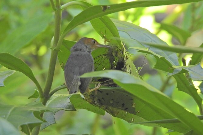 Wildlife at Sungei Buloh Wetland Reserve - Types of Wildlife Found