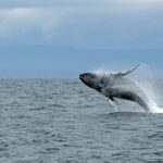 1 wildlife viewing sightseeing and whale watching quest Wildlife Viewing Sightseeing and Whale Watching Quest