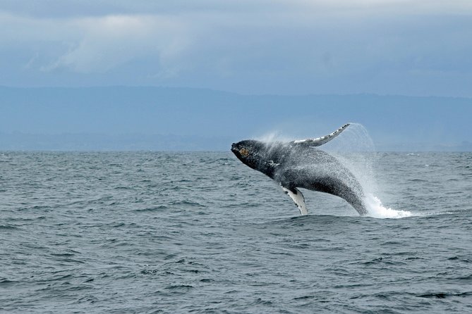 1 wildlife viewing sightseeing and whale watching quest Wildlife Viewing Sightseeing and Whale Watching Quest