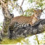 1 wilpattu national park morning or evening leopard safari Wilpattu National Park: Morning or Evening Leopard Safari