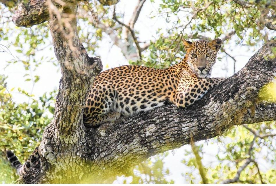 1 wilpattu national park morning or evening leopard safari Wilpattu National Park: Morning or Evening Leopard Safari