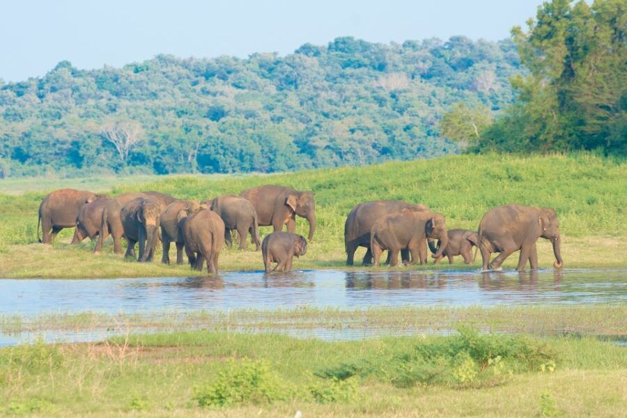 Wilpattu National Park Safari Tour From Kandy