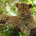 1 wilpattu wildlife adventure day safari with picnic meals Wilpattu Wildlife Adventure: Day Safari With Picnic Meals