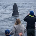 1 wilsons prom whale cruise Wilsons Prom Whale Cruise