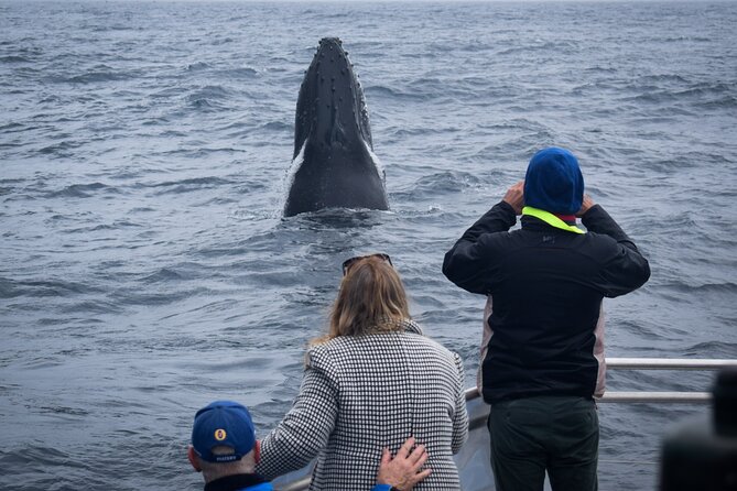 1 wilsons prom whale cruise Wilsons Prom Whale Cruise