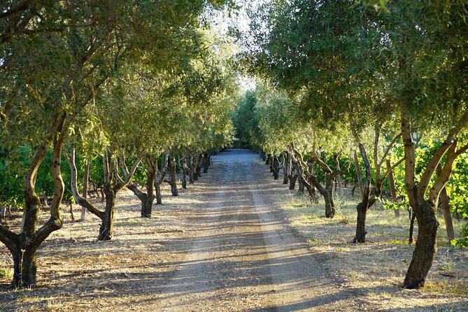 1 wine tasting in frascati from rome Wine Tasting in Frascati From Rome